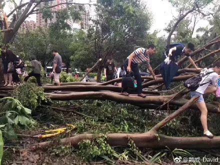 【资讯】深圳人今天上班路上的照片，仿佛进入了原始森林