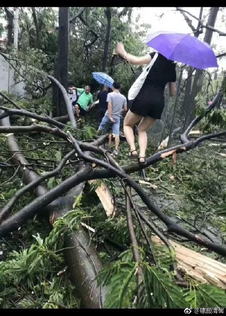 【资讯】深圳人今天上班路上的照片，仿佛进入了原始森林